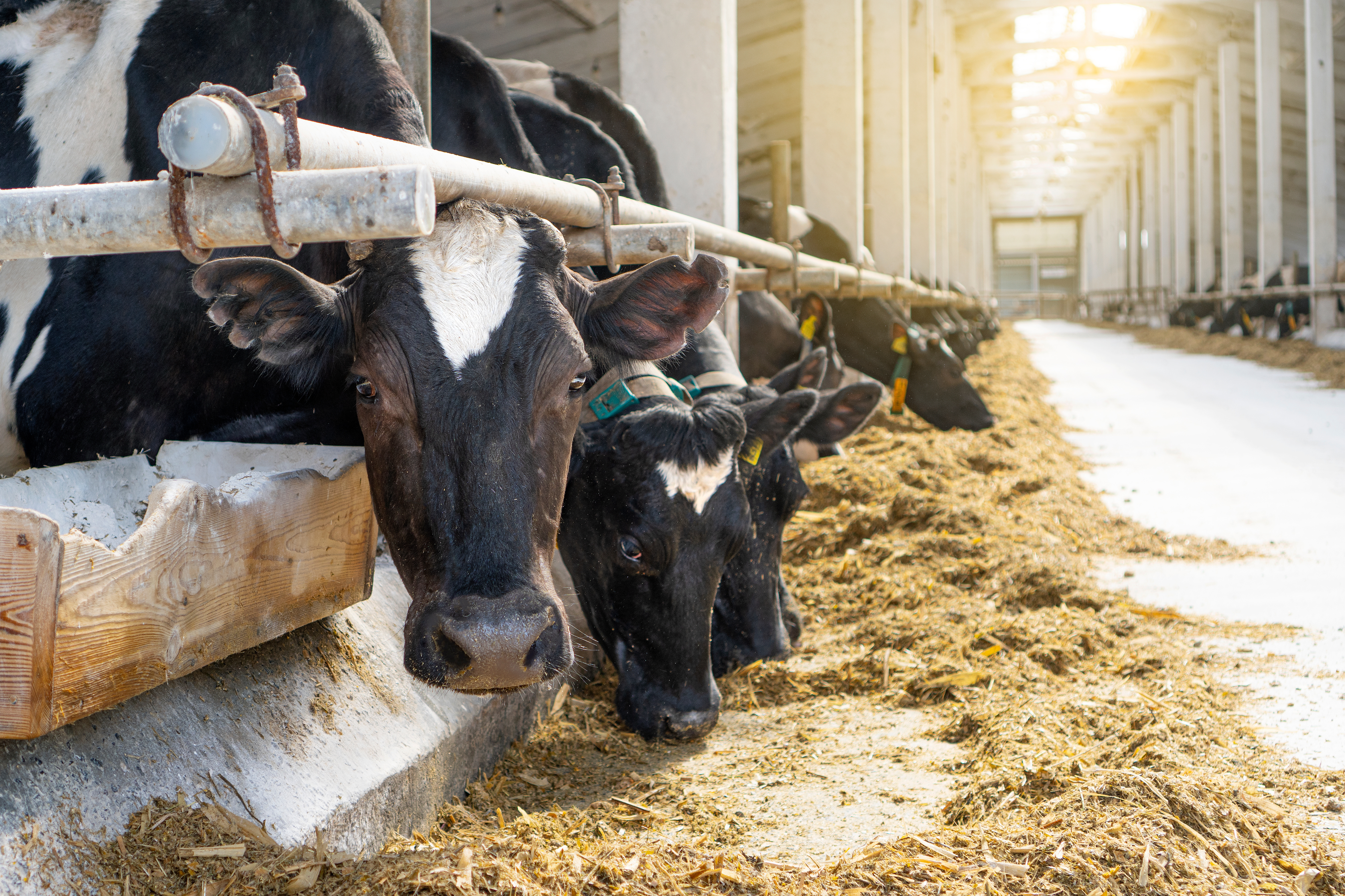 Cattle lined up eating